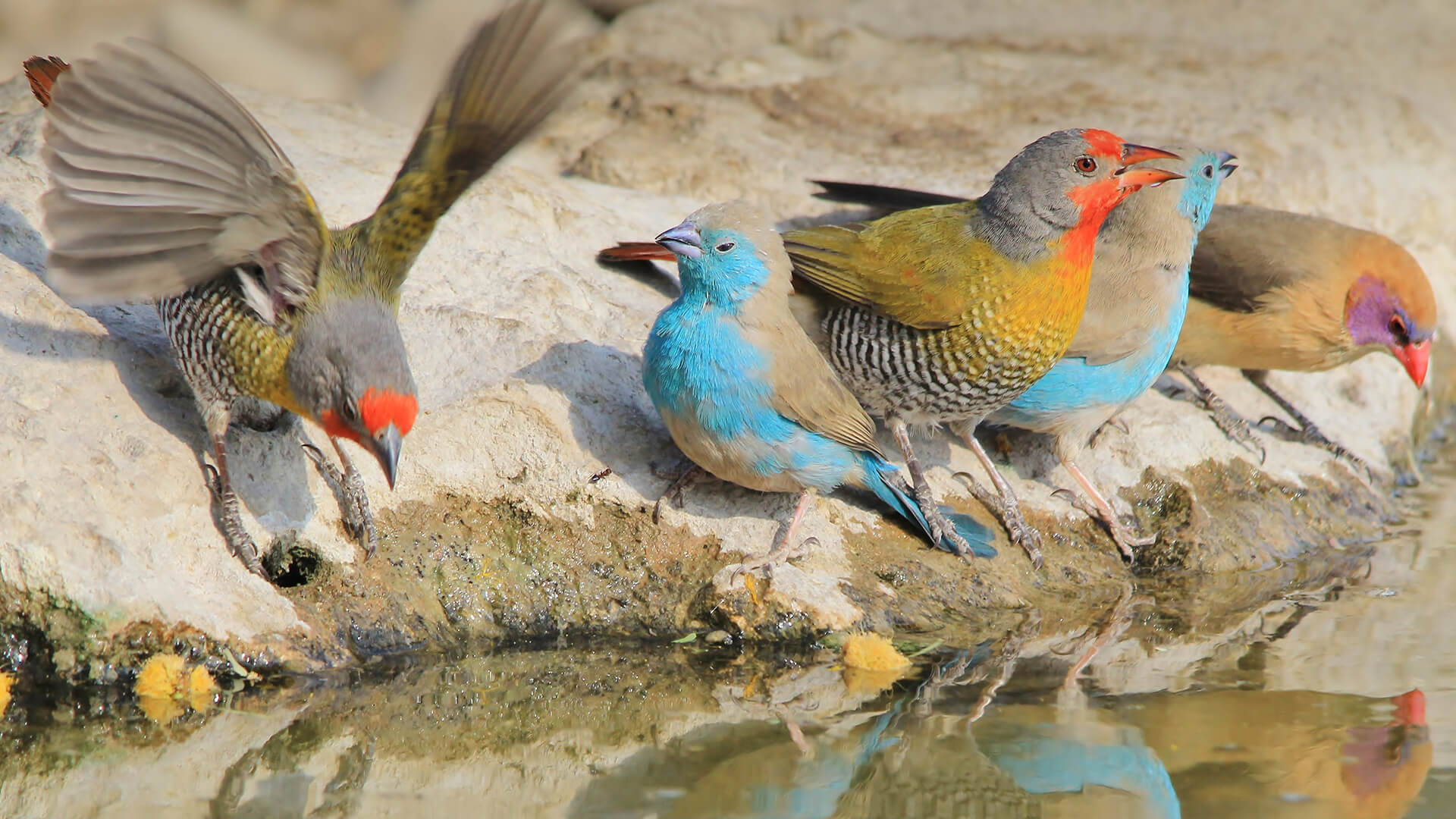 Colorful waxbills drinking at water's edge, Africa