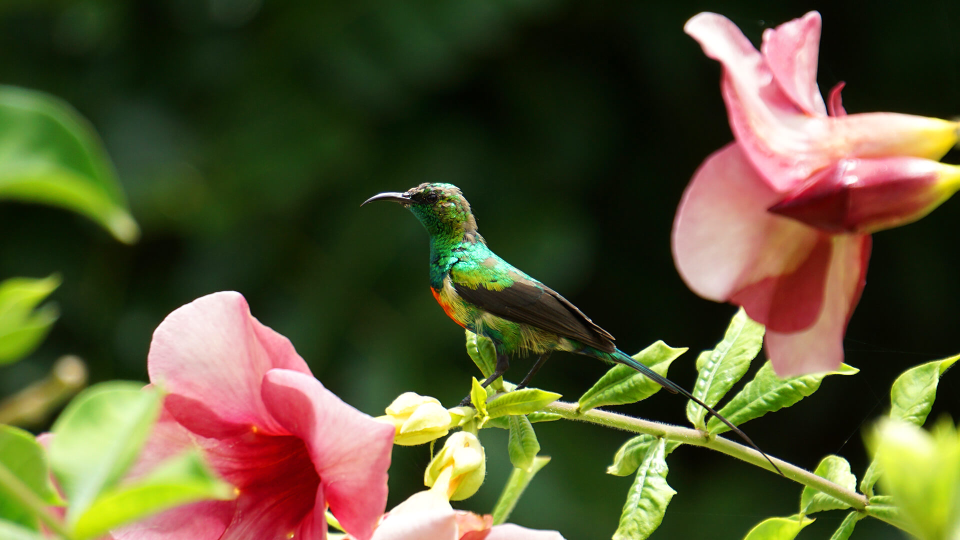 Male beautiful sunbird