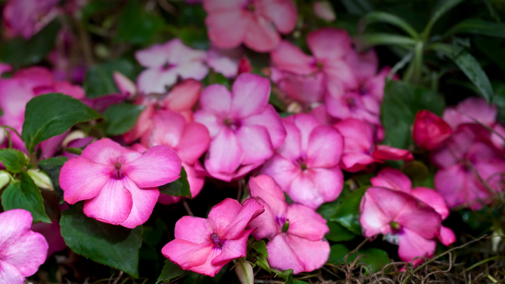 Pink impatiens blooms