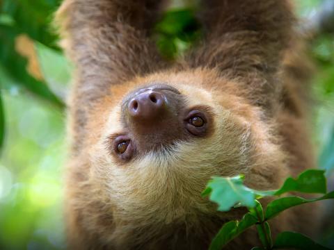 Two-toed sloth