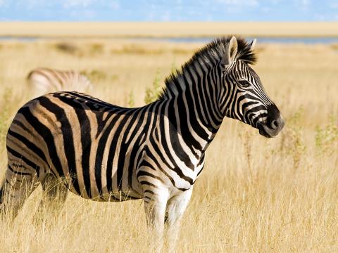 African Plains