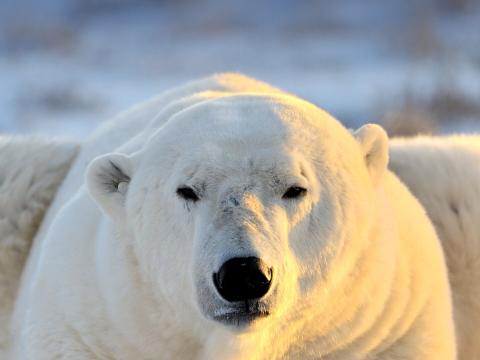 Polar bear in Arctic
