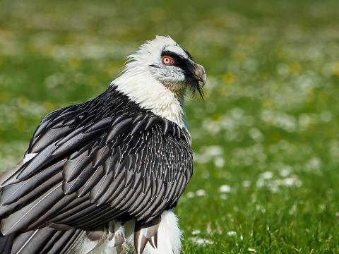Bearded vulture (Gypaetus barbatus)
