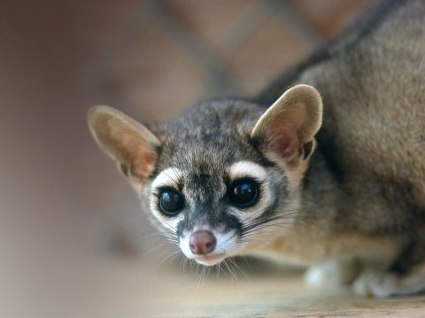 Ringtail crouching.