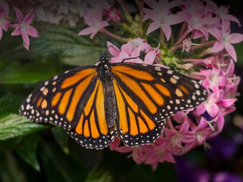 A monarch butterfly rests on a pink flower and spreads its wings. 