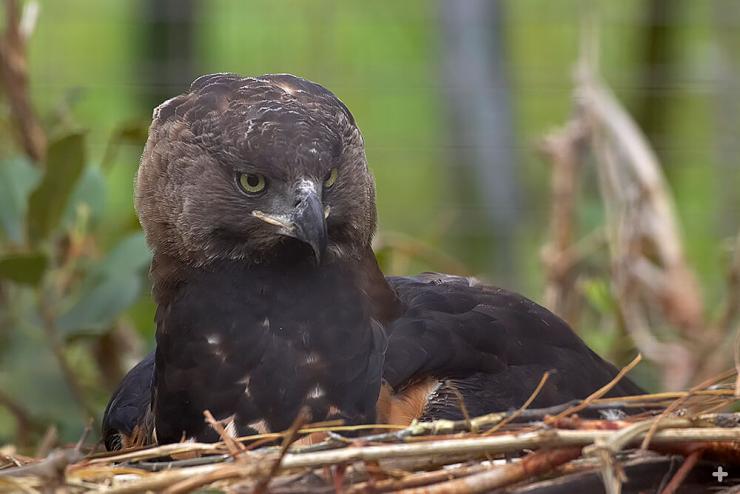 Crowned eagle parents take egg-sitting duties very seriously. Both parents share in the rearing of their chick.