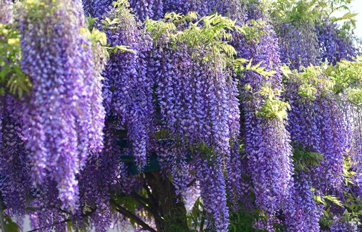 Wisteria vine