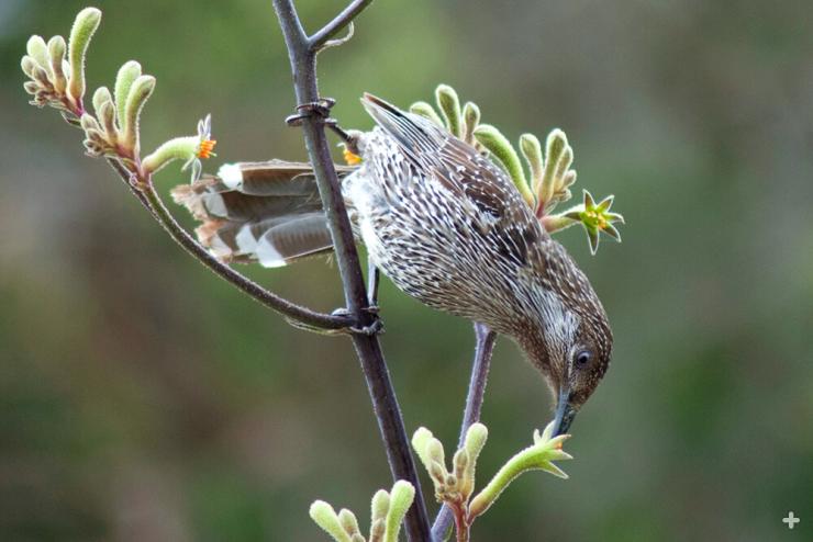 Native Australian little wattlebird drinking kangaroo paw nectar
