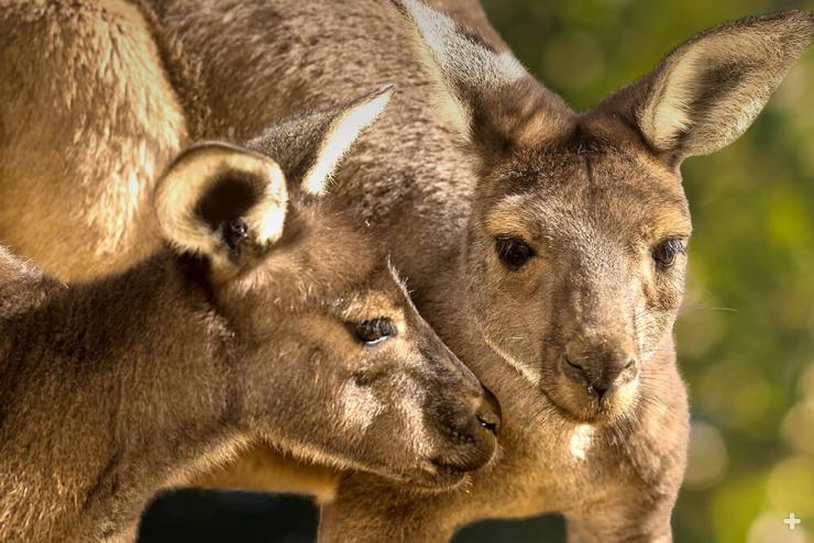 Western grey kangaroos, San Diego Zoo Safari Park.