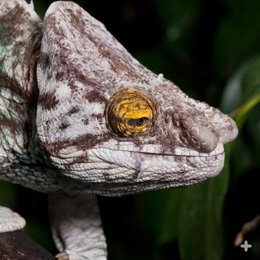 Parson's chameleon