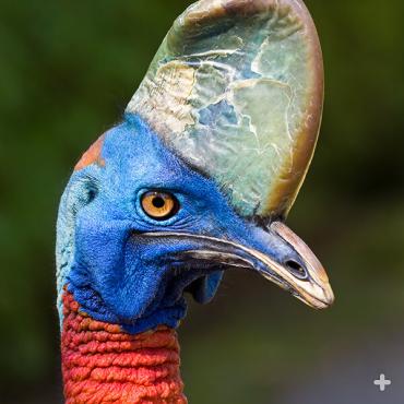 Northern cassowary