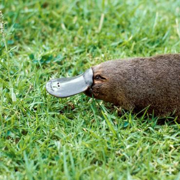 The platypus is a semi-aquatic egg-laying mammal endemic to eastern Australia, including Tasmania. 
