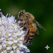 Honeybees are social insects that live in a strict social order: queens, drones, and workers.