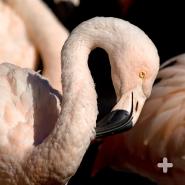 Chilean flamingo