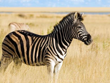 African Plains