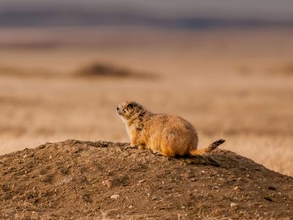 Black-tailed Prairie Dog at Sunset
