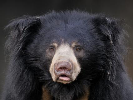 Closeup of a sloth bear's face straight on