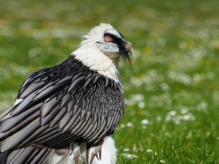 Bearded vulture (Gypaetus barbatus)