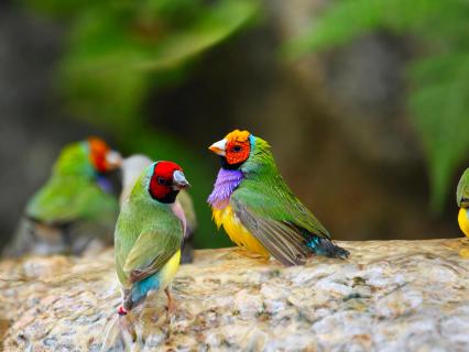 Gouldian finches resting in shallow water.