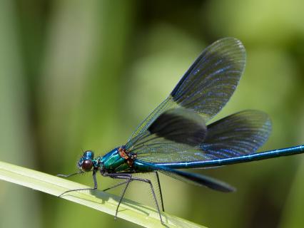 Banded Demoiselle (Calopteryx splendens) Male