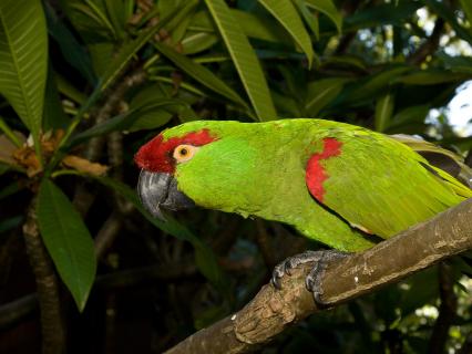 Thick-billed parrot sitting in a plumeria tree
