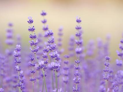 Lavender in a field.