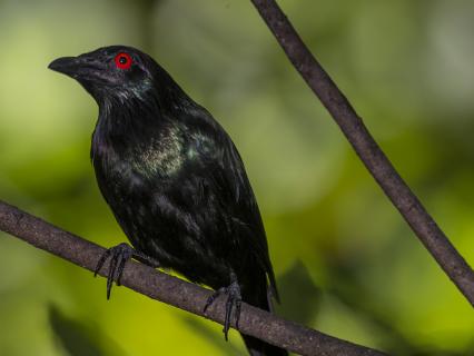 A Metallic Starling perched on a branch.
