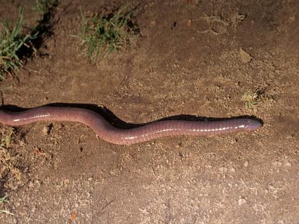  Caecilian slithering along dirt ground