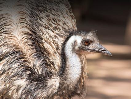 Emu crouching low and looking to the right