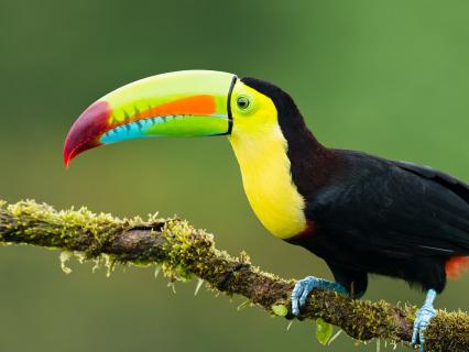 Toucan, Costa Rica