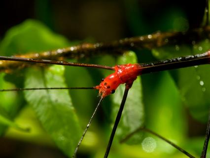 Peruvian fire stick insect on a leafy branch