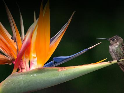 Hummingbird sitting on a bird-of-paradise flower