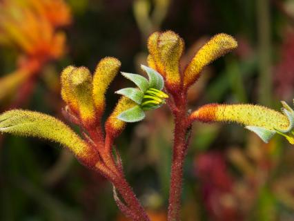 Yellow kangaroo paw flowers