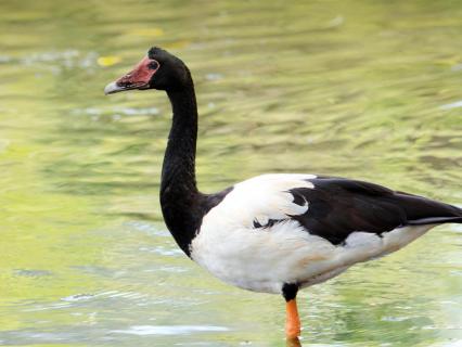 Magpie goose wading in shallow water
