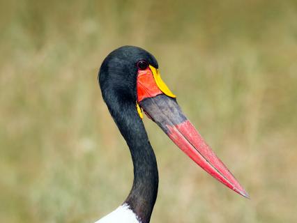 Saddlebill stork