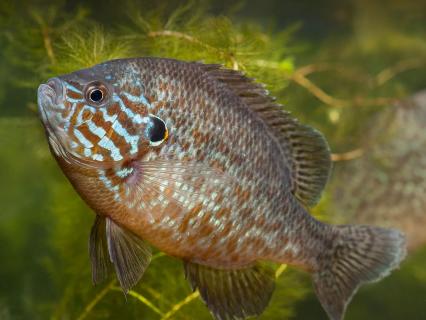 A pair of pumpkinseed sunfish under water.