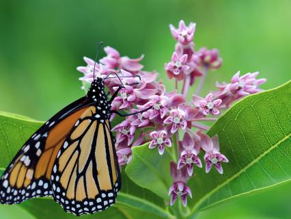 Monarch butterfly drinking nectar from milkweed flowers.