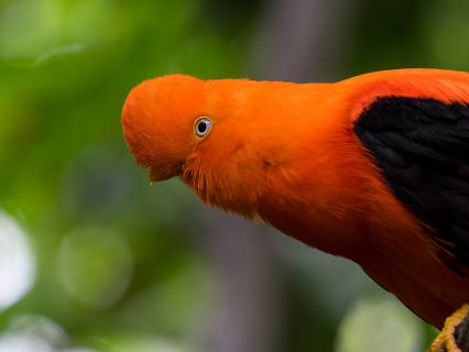 Male cock-of-the-rock